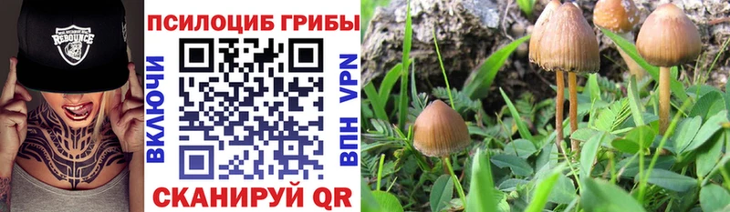 ссылка на мегу ССЫЛКА мориарти телеграм Галлюциногенные грибы мицелий Грязи